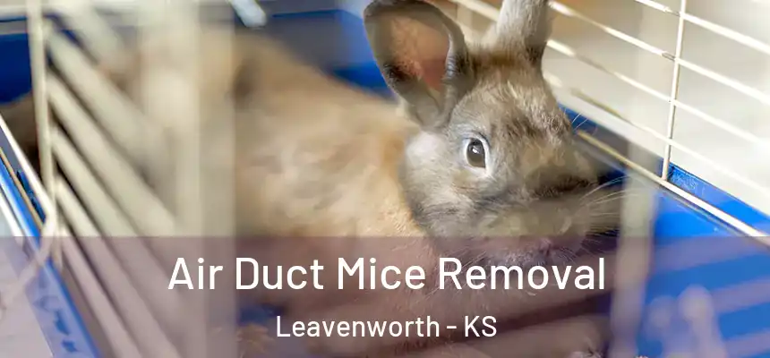 Air Duct Mice Removal Leavenworth - KS